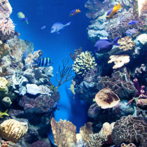 underwater-world-with-corals-tropical-fish