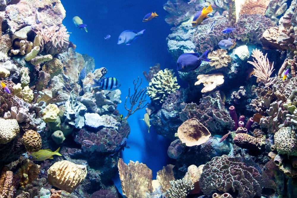 underwater-world-with-corals-tropical-fish